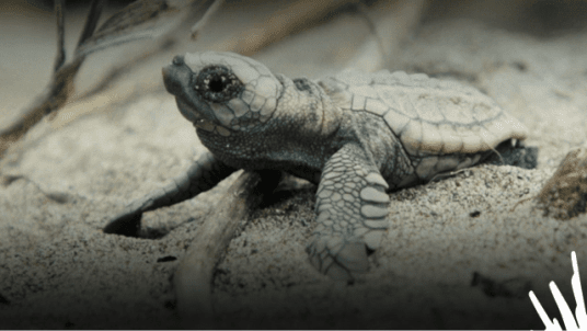 Ciné-débat Empreinte Océan – Tortues marines : les messagers de vie